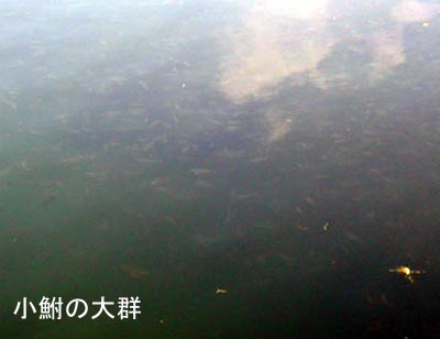 小鮒の群れ