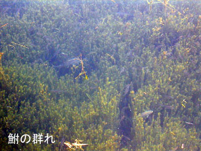 鮒の群れ