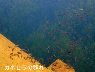 カネヒラの群れが戻ってきた