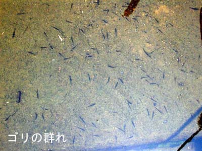 ゴリの群れ