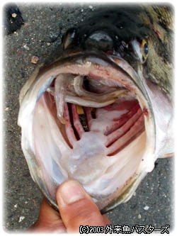 引き上げられると共に、未消化の在来魚を吐き出したバス